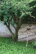 Mal�
