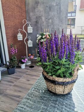 Omlouv�me se, ale obrazek nebyl dod�n