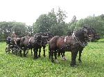 Mal�